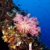 coral_soft_lk_v_0705_png1170.jpg